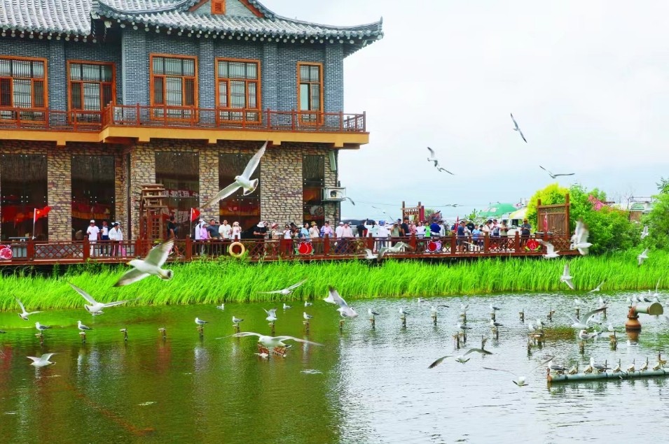 游客在防川村观赏海鸥